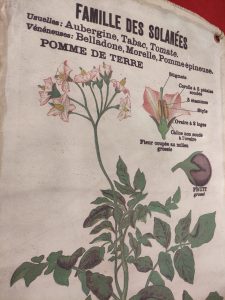 pannello botanico vintage